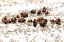 Picture of BISON NEAR BLACKTAIL PONDS, YELLOWSTONE NATIONAL PARK