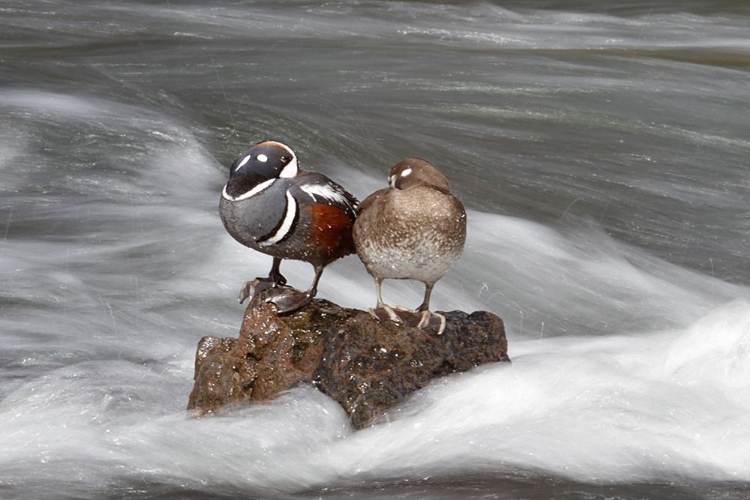 Picture of HARLEQUIN DUCKS, YELLOWSTONE RIVER, YELLOWSTONE NATIONAL PARK