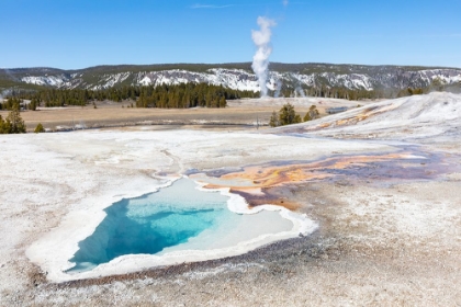 Picture of HEART SPRING WITH A CASTLE GEYSER ERUPTION, YELLOWSTONE NATIONAL PARK
