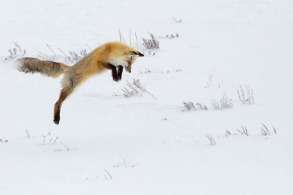 Picture of HUNTING FOX LEAPING, HAYDEN VALLEY, YELLOWSTONE NATIONAL PARK