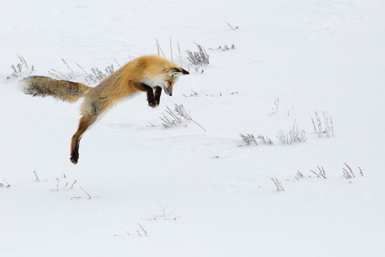 Picture of HUNTING FOX LEAPING, HAYDEN VALLEY, YELLOWSTONE NATIONAL PARK