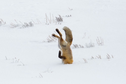 Picture of HUNTING FOX, HEAD FIRST, HAYDEN VALLEY, YELLOWSTONE NATIONAL PARK