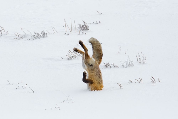 Picture of HUNTING FOX, HEAD FIRST, HAYDEN VALLEY, YELLOWSTONE NATIONAL PARK