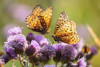 Picture of HYDASPE BUTTERFLIES, MAMMOTH HOT SPRINGS, YELLOWSTONE NATIONAL PARK