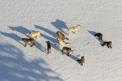 Picture of JUNCTION BUTTE WOLF PACK, YELLOWSTONE NATIONAL PARK
