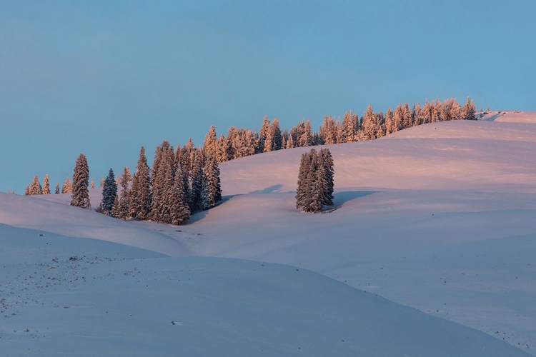 Picture of LAST LIGHT ON FLANKS OF BISON PEAK, YELLOWSTONE NATIONAL PARK