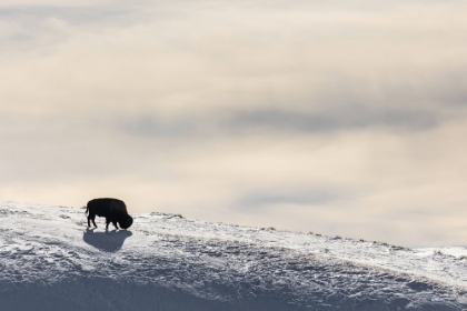 Picture of LONE BISON IN HAYDEN VALLEY, YELLOWSTONE NATIONAL PARK