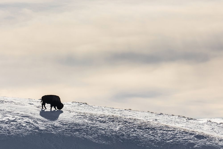 Picture of LONE BISON IN HAYDEN VALLEY, YELLOWSTONE NATIONAL PARK