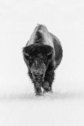 Picture of LONE BULL BISON, YELLOWSTONE NATIONAL PARK