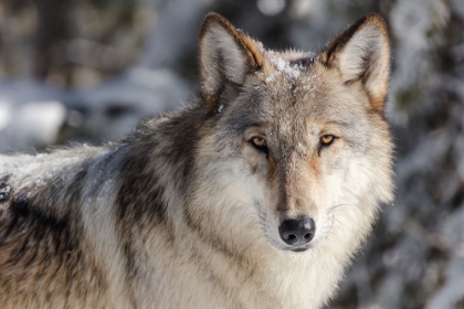 Picture of LONE WOLF, YELLOWSTONE NATIONAL PARK