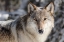 Picture of LONE WOLF, YELLOWSTONE NATIONAL PARK