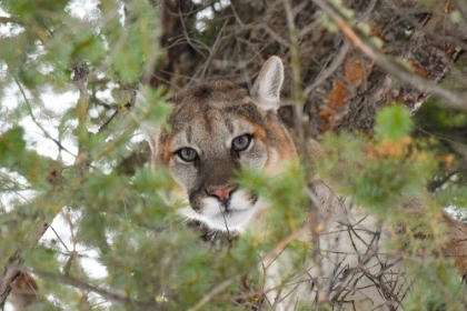 Picture of MALE COUGAR, YELLOWSTONE NATIONAL PARK