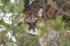 Picture of MALE COUGAR, YELLOWSTONE NATIONAL PARK