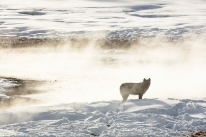 Picture of WOLF OF THE WAPITI LAKE PACK, YELLOWSTONE NATIONAL PARK