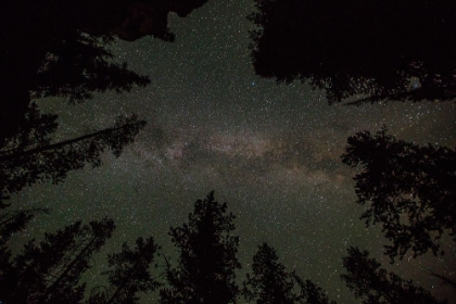 Picture of MILKY WAY AND LODGEPOLE PINES, YELLOWSTONE NATIONAL PARK