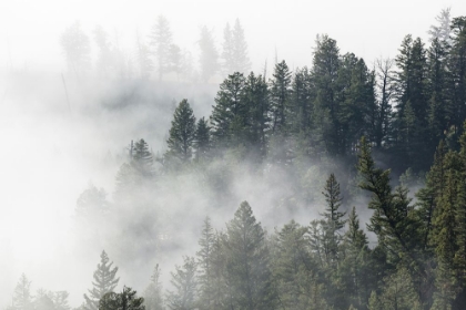 Picture of MORNING FOG NEAR TOWER FALL, YELLOWSTONE NATIONAL PARK