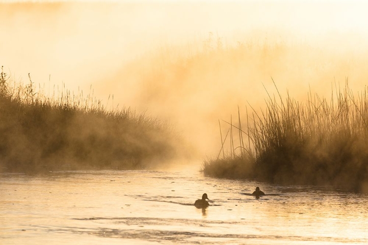 Picture of MORNING STEAM ON THE MADISON RIVER, YELLOWSTONE NATIONAL PARK