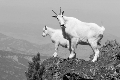Picture of MOUNTAIN GOATS ON SEPULCHER MOUNTAIN, YELLOWSTONE NATIONAL PARK