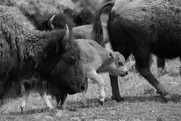 Picture of MOVING WITH THE HERD, LAMAR VALLEY, YELLOWSTONE NATIONAL PARK