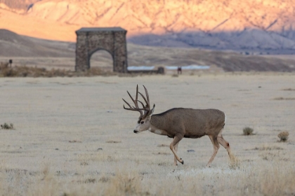 Picture of MULE DEER BUCK AND ROOSEVELT ARCH, YELLOWSTONE NATIONAL PARK