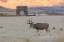 Picture of MULE DEER BUCK AND ROOSEVELT ARCH, YELLOWSTONE NATIONAL PARK