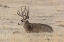 Picture of MULE DEER BUCK, YELLOWSTONE NATIONAL PARK
