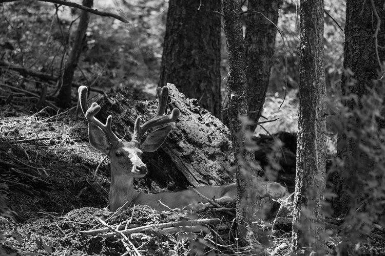 Picture of MULE DEER BUCK, BEAVER PONDS TRAIL, YELLOWSTONE NATIONAL PARK