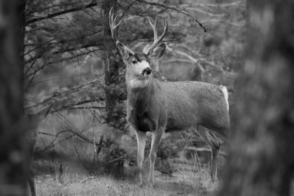 Picture of MULE DEER BUCK, GARNET HILL LOOP, YELLOWSTONE NATIONAL PARK