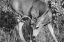 Picture of MULE DEER BUCK, SWAN LAKE FLAT, YELLOWSTONE NATIONAL PARK