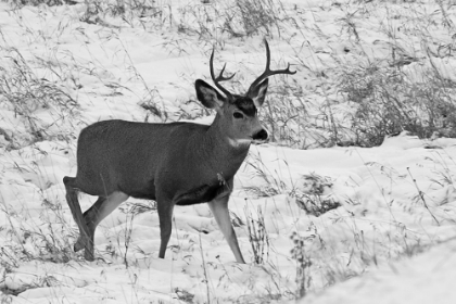 Picture of MULE DEER NEAR PHANTOM LAKE, YELLOWSTONE NATIONAL PARK