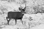 Picture of MULE DEER NEAR PHANTOM LAKE, YELLOWSTONE NATIONAL PARK