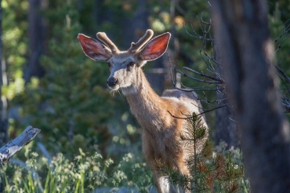 Picture of MULE DEER, BLACKTAIL DEER PLATEAU, YELLOWSTONE NATIONAL PARK