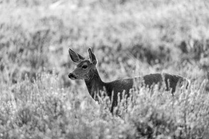 Picture of MULE DEER, MAMMOTH HOT SPRINGS, YELLOWSTONE NATIONAL PARK