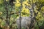 Picture of MULE DEER, SLOUGH CREEK, YELLOWSTONE NATIONAL PARK