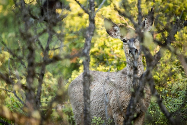 Picture of MULE DEER, SLOUGH CREEK, YELLOWSTONE NATIONAL PARK