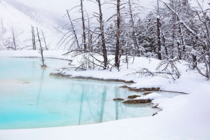 Picture of NEWLY FORMED POOL AT CANARY SPRING, YELLOWSTONE NATIONAL PARK