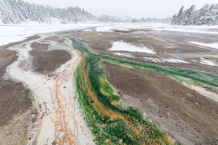 Picture of NORRIS GEYSER BASIN THERMOPHILE STREAMS, YELLOWSTONE NATIONAL PARK