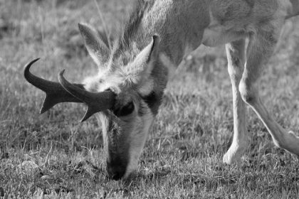 Picture of NORTH AMERICAN PRONGHORN, LAMAR VALLEY, YELLOWSTONE NATIONAL PARK