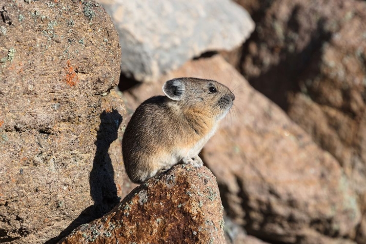 Picture of PIKA, OCHOTONA PRINCEPS, YELLOWSTONE NATIONAL PARK