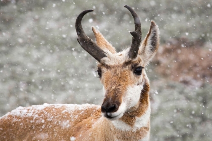 Picture of PRONGHORN BUCK IN SNOW, YELLOWSTONE NATIONAL PARK