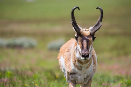 Picture of PRONGHORN, BLACKTAIL DEER PLATEAU, YELLOWSTONE NATIONAL PARK