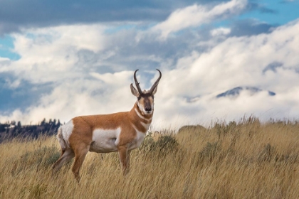 Picture of PRONGHORN, BLACKTAIL DEER PLATEAU, YELLOWSTONE NATIONAL PARK