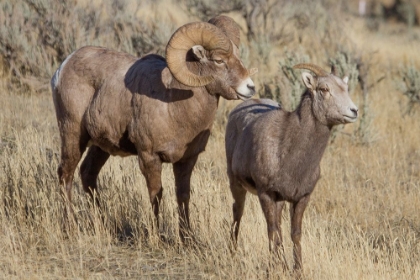 Picture of RAM AND EWE BIGHORN SHEEP, YELLOWSTONE NATIONAL PARK
