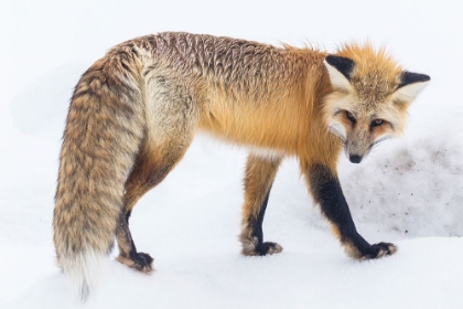 Picture of RED FOX IN LAMAR VALLEY, YELLOWSTONE NATIONAL PARK