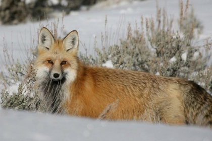 Picture of RED FOX IN LAMAR VALLEY, YELLOWSTONE NATIONAL PARK