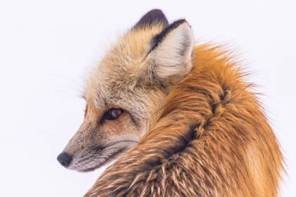 Picture of RED FOX IN LAMAR VALLEY, YELLOWSTONE NATIONAL PARK