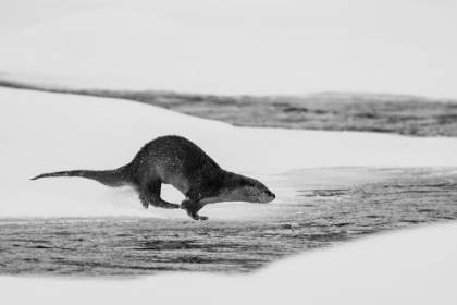 Picture of RIVER OTTER DIVING, YELLOWSTONE NATIONAL PARK