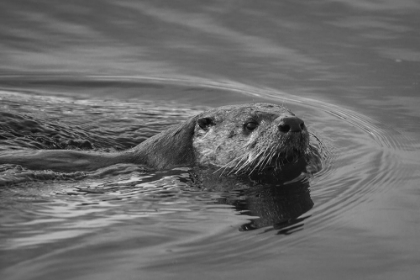 Picture of RIVER OTTER, SWAN LAKE AREA, YELLOWSTONE NATIONAL PARK