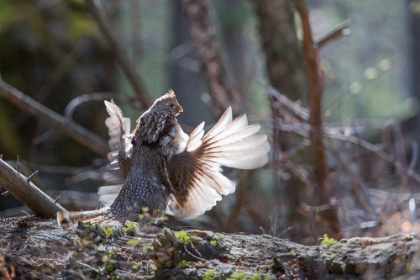 Picture of RUFFED GROUSE DRUMMING, YELLOWSTONE NATIONAL PARK