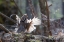 Picture of RUFFED GROUSE DRUMMING, YELLOWSTONE NATIONAL PARK